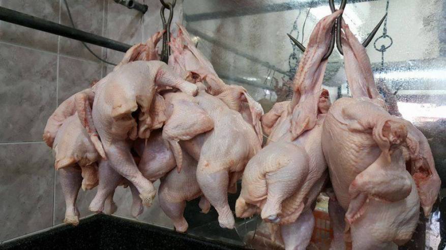 وزارة الاقتصاد تنفي الانباء المتداولة حول سعر الدجاج خلال شهر رمضان